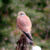 Gheppio, Falco tinnunculus